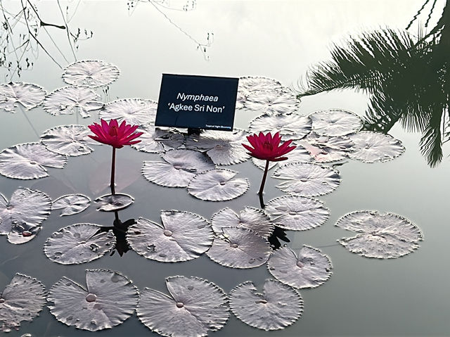 Wandering Through Stillness: A Solo Day at the Chinese and Japanese Gardens in Singapore