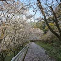 藻巖山·高地櫻花秘境