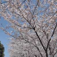 貓囒山·櫻花遍野