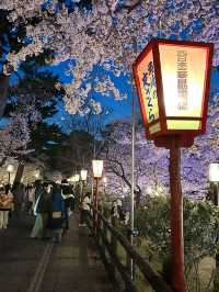 岡崎城の夜桜🌸