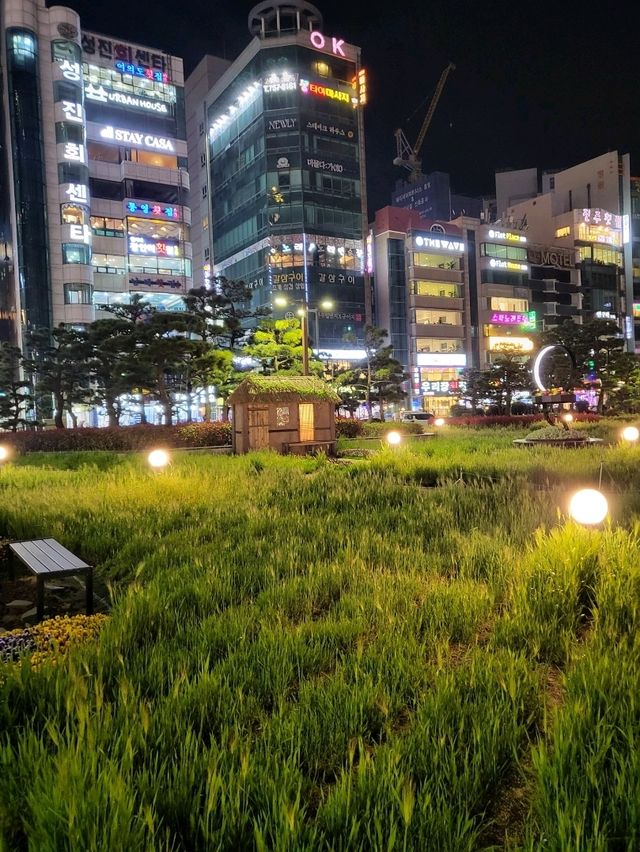 청보리시즌이 시작된 부산 광안리해수욕장