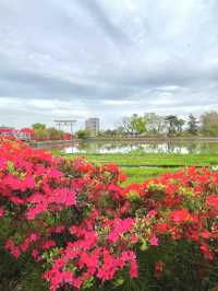 Azaleas in Full Bloom at Nagaoka Tenmangu Shrine