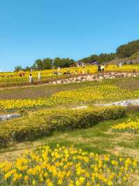 노란 수선화 가득한 오륙도 해맞이공원 부산여행💛