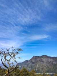 ไปดู The King of Cherry Blossom Alishan 