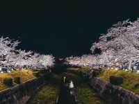 【名古屋】さくら名称100選🌸山崎川の桜並木のライトアップ✨