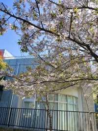 大聖院にある公園：静かなひとときを過ごせる癒しの場所🌳