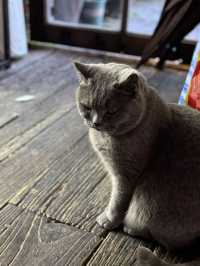 Xitang: A Purr-fect Paradise for Cat Lovers