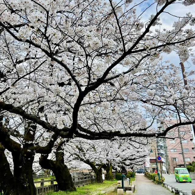 💖比謝川~櫻花河畔🌸