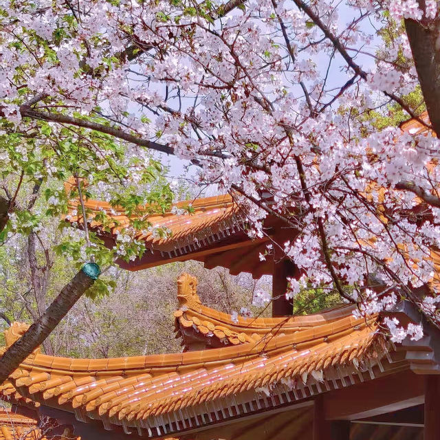 成都公園~ 搶鏡的櫻花