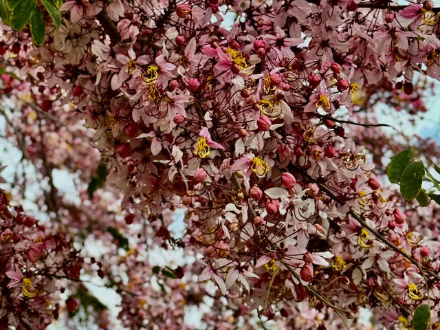 沈醉在花旗木粉紅浪漫中