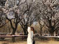 Immerse in Romantic Cherry Blossoms & More in Seoul Forest