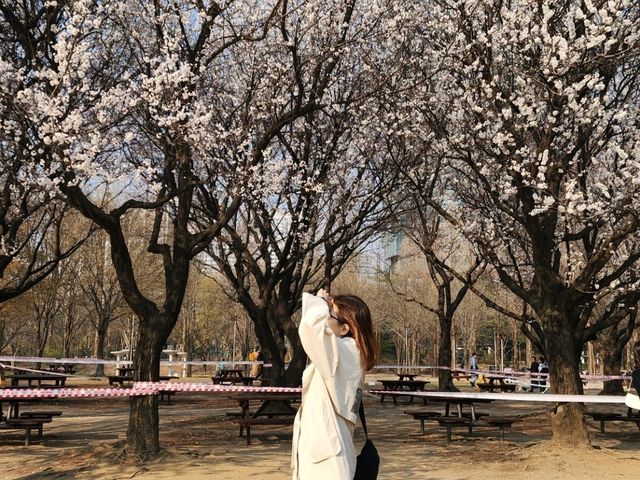 Immerse in Romantic Cherry Blossoms & More in Seoul Forest