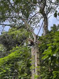 Kandy Chronicles: Temples, Tea, and Mountain Magic