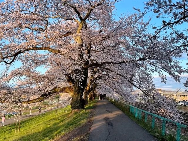 仙台賞櫻-白石川堤一目千本櫻，沿河兩岸的爆開櫻花海