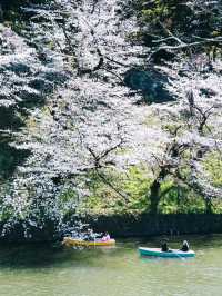 東京春日限定浪漫｜千鳥淵