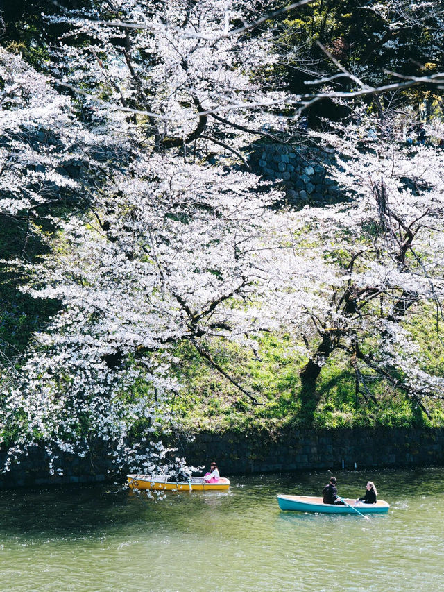 東京春日限定浪漫｜千鳥淵