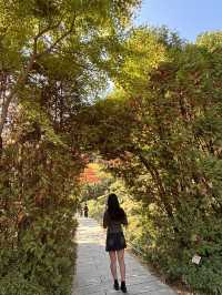 🍁 단풍이 내려앉은 숲, 가을의 화담숲 🌳✨ 