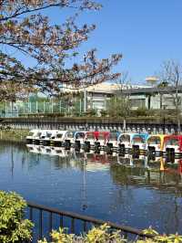 Spring Fun at Yokojukken-gawa Shinsui Park