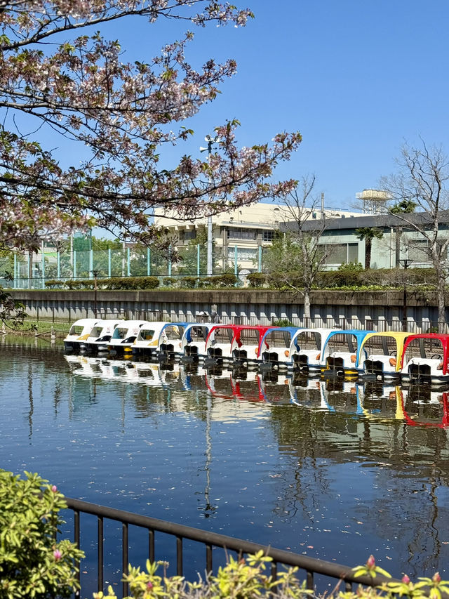 Spring Fun at Yokojukken-gawa Shinsui Park