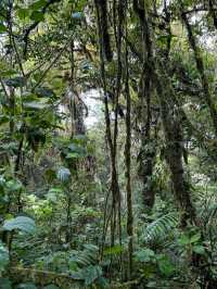 Monteverde Cloud Forest Reserve, Costa Rica – Misty Forest with a Green Soul