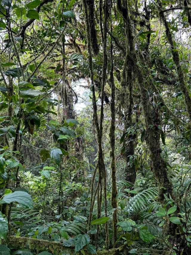 Monteverde Cloud Forest Reserve, Costa Rica – Misty Forest with a Green Soul