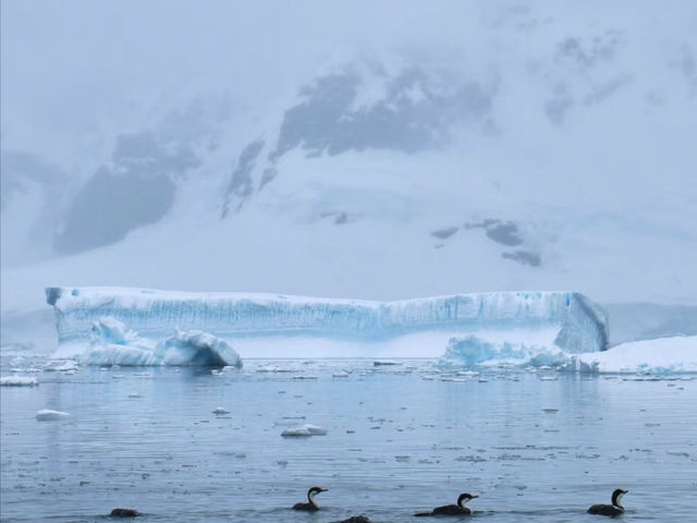 南極旅遊攻略 Antarctica Travel Guide