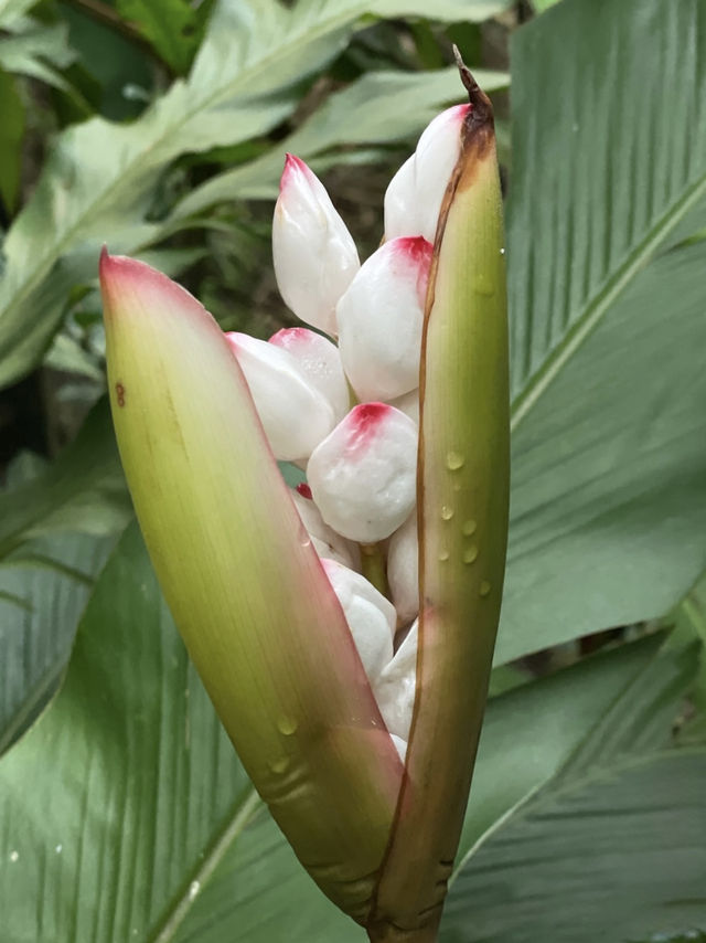 Rainforest Rhythms 