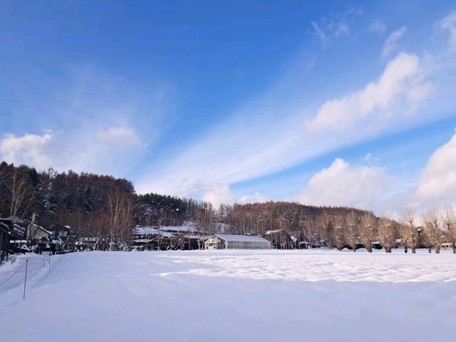 北海道旅遊🥳參觀富田農場😍免費任玩迷你雪兜場🤣刺激好玩🥰欣賞大自然雪景❄️