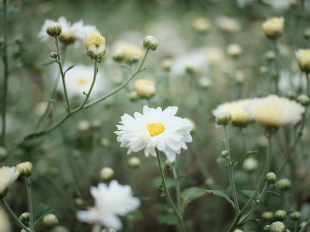 ทุ่งดอกเก๊กฮวย 🌼 อ.สะเมิง จ.เชียงใหม่
