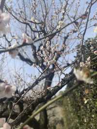 名古屋非預期的賞櫻