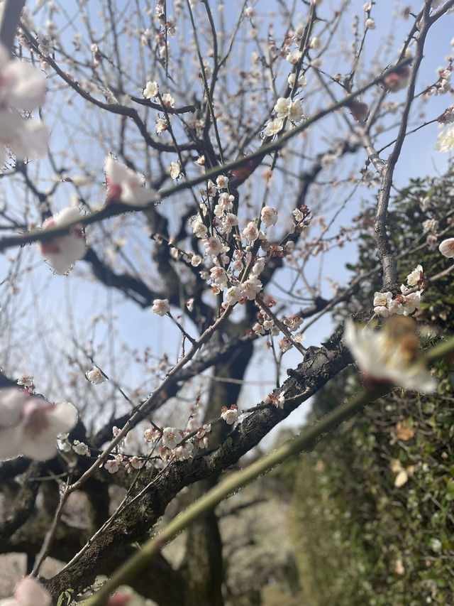 名古屋非預期的賞櫻