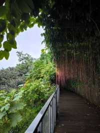 Nature's Embrace: Mandai Boardwalk