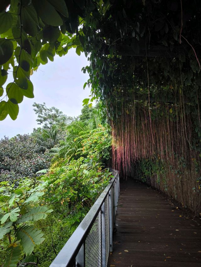 Nature's Embrace: Mandai Boardwalk