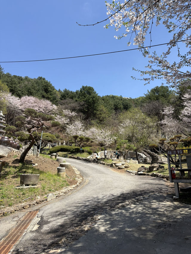 수목원프로방스  キャンプ場