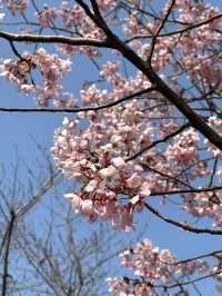 Shanghai's Cherry Blossoms 🌸