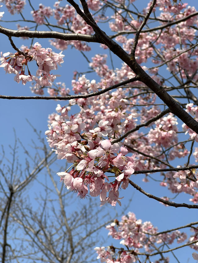 Shanghai's Cherry Blossoms 🌸