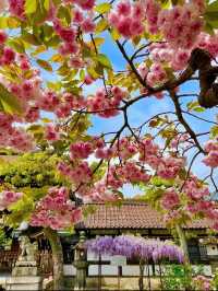 Rokushō-no-Miya Shrine Cherry Blossoms-Serene Cherry Blossom Ambiance