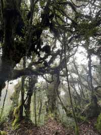 Mossy Forest , Cameron Highland มาเลเซีย