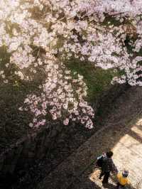 Kyoto is about to look like this...