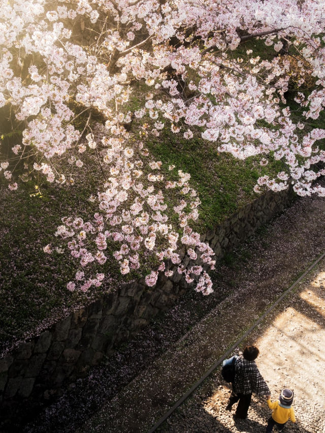 Kyoto is about to look like this...