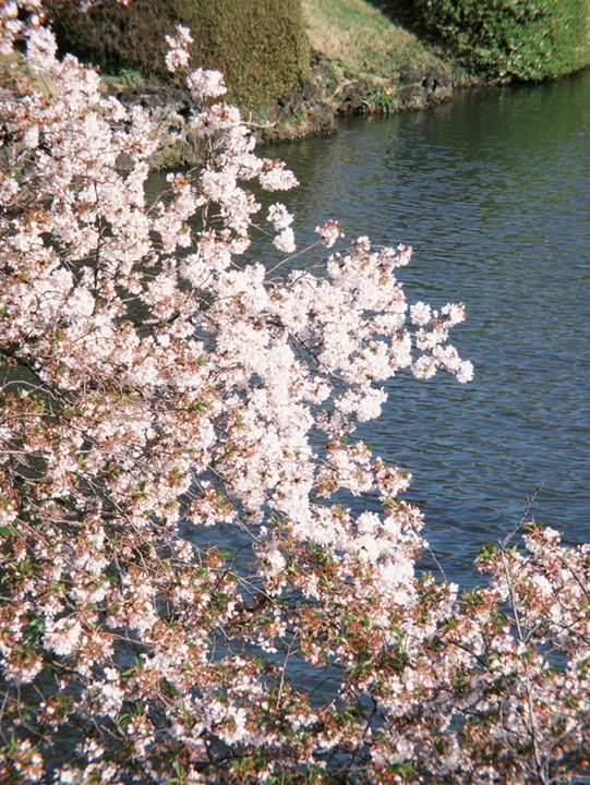 東京 新宿御苑 賞櫻好方便 🌸