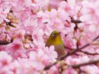 🌸 Sakura & Serendipity: My Perfect Day at Yoyogi Park 🌸