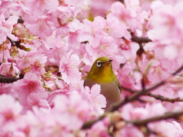 🌸 Sakura & Serendipity: My Perfect Day at Yoyogi Park 🌸