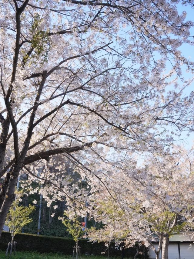 Tenjo-ji Temple Sakura | Kyoto's Hidden Weeping Cherry Gem