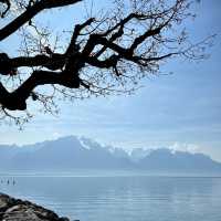 Cherry Blossoms by Lake Geneva: A Stunning Spring Spectacle