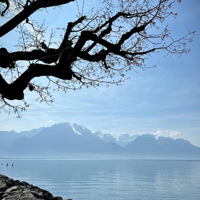 Cherry Blossoms by Lake Geneva: A Stunning Spring Spectacle