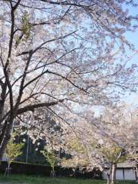 Cherry Blossoms Above the Clouds: Spring at Tenjoji Temple
