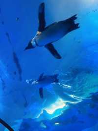 Fascinating Experience at Underwater World Langkawi