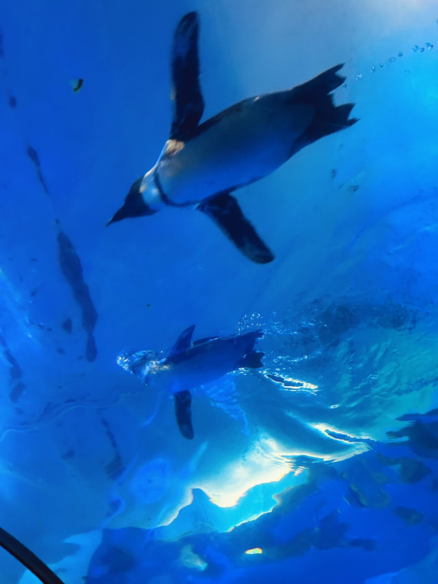 Fascinating Experience at Underwater World Langkawi