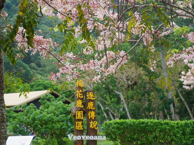 阿里山國家風景區-管理處暨觸口遊客中心